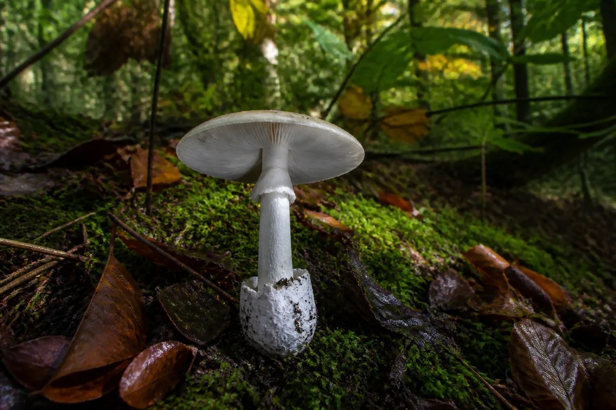 Champignon à lames blanches et volve à la base posé sur la mousse, base dégagée pour observation