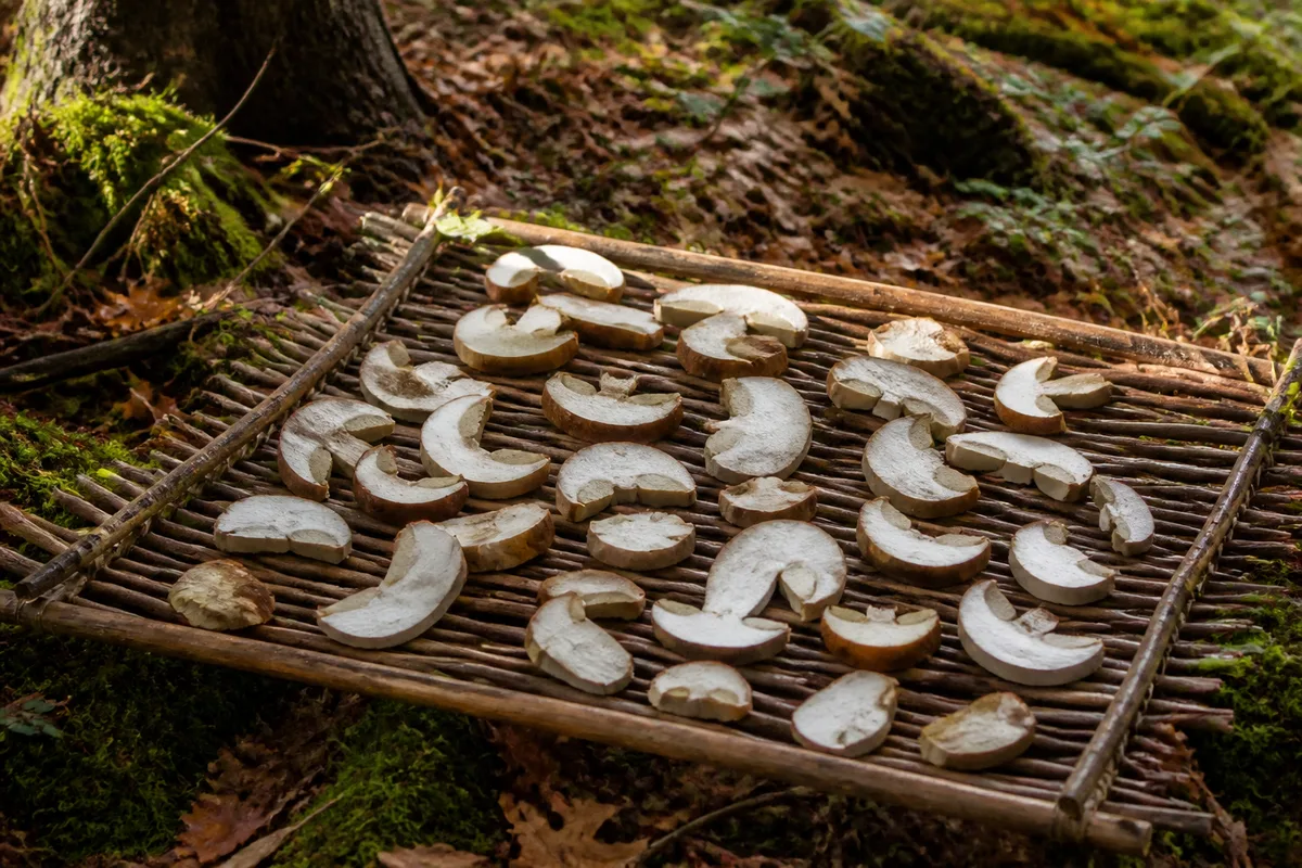 Tranches de cèpes disposées sur une claie en bois pour un séchage lent à l&rsquo;air libre