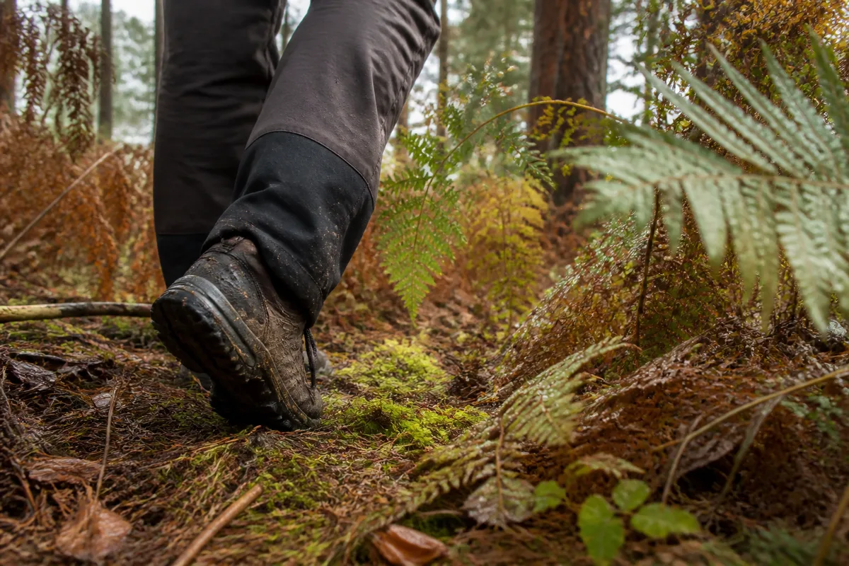 Chaussures de marche et pantalon renforcé dans les fougères humides d&rsquo;une pinède landaise