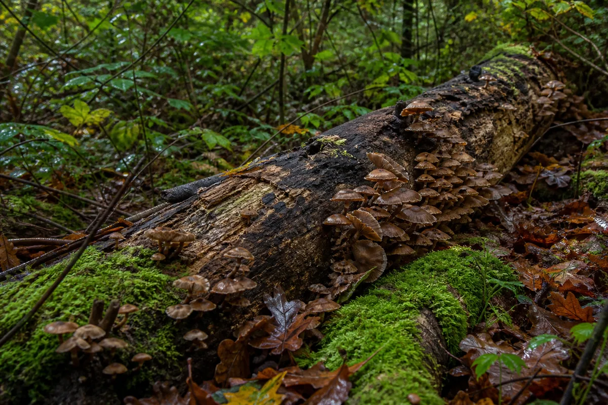 Champignons saprophytes poussant sur un tronc couché en décomposition dans un sous-bois humide