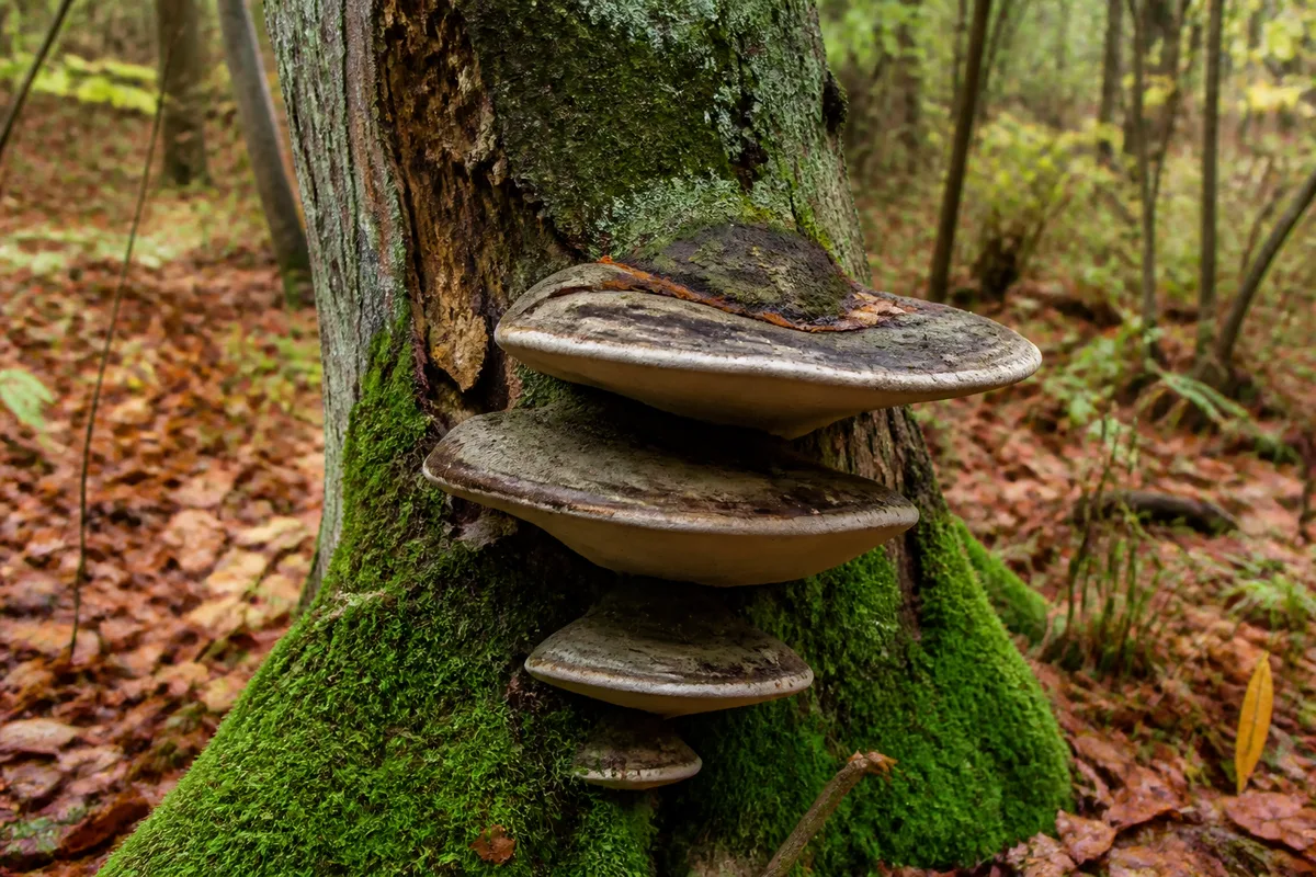 Polypores en console sur un tronc vivant, marque visible d&rsquo;une attaque fongique en forêt
