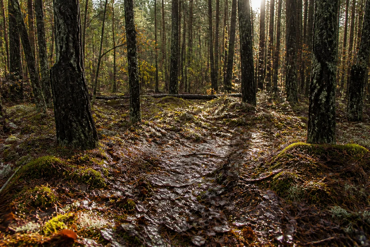 Sous-bois de pins girondin après la pluie, litière d’aiguilles humide et lumière rasante d’automne