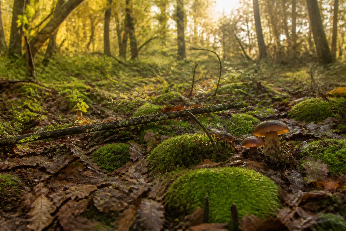 Quand partir aux champignons en Gironde